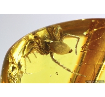 Tube-dwelling spider Oecobiidae. Fossil inclusion in Baltic amber #13560