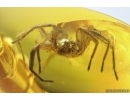 Tube-dwelling spider Oecobiidae. Fossil inclusion in Baltic amber #13560