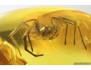 Tube-dwelling spider Oecobiidae. Fossil inclusion in Baltic amber #13560