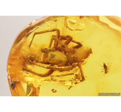 Rare False Wolf Spider Zoropsidae Eomatachia and More. Fossil inclusions Baltic amber #13563