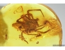 Rare False Wolf Spider Zoropsidae Eomatachia and More. Fossil inclusions Baltic amber #13563