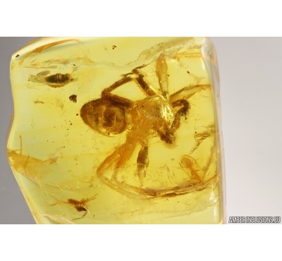 Rare False Wolf Spider Zoropsidae Eomatachia and More. Fossil inclusions Baltic amber #13564