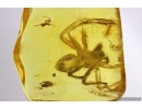 Rare False Wolf Spider Zoropsidae Eomatachia and More. Fossil inclusions Baltic amber #13564