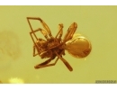 Nice Spider Oonopidae Orchestina. Fossil inclusion Baltic amber #13565