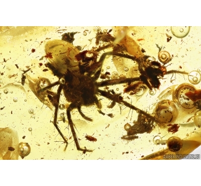 Nice Spider Araneae. Fossil inclusion Ukrainian Rovno amber #13566R