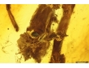 Jumping Spider Salticidae and Wasp Hymenoptera. Fossil inclusions Baltic amber #13569