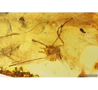 Harvestman Opiliones. Fossil inclusion in Baltic amber #13570