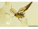 Coccid Coccoidea. Fossil insect in Baltic amber #13571