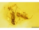 Whitefly Aleyrodidae and More. Fossil insects in Baltic amber #13572