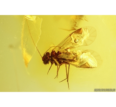 Nice Psocid Psocoptera. Fossil insect Baltic amber #13573