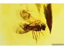 Nice Psocid Psocoptera. Fossil insect Baltic amber #13573