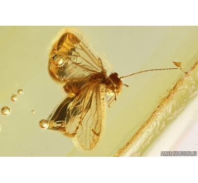 Nice Psocid Psocoptera. Fossil insect Baltic amber #13574