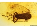 Muscoid fly Acalyptratae . Fossil insect Baltic amber #13575