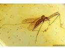 Nice Crane fly Limoniidae. Fossil insect in Baltic amber #13577