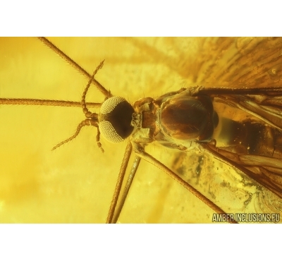 Very nice Crane fly Limoniidae, Wasps and More. Fossil inclusions in big 24g Ukrainian Rovno amber #13578R