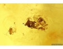 Very nice Crane fly Limoniidae, Wasps and More. Fossil inclusions in big 24g Ukrainian Rovno amber #13578R