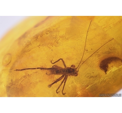 Nice Cricket Orthoptera. Fossil insect in Baltic amber #13580