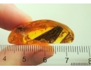 Rare Dragonfly Fragments Odonata, Ants and Beetle. Fossil inclusions Baltic amber stone #13581