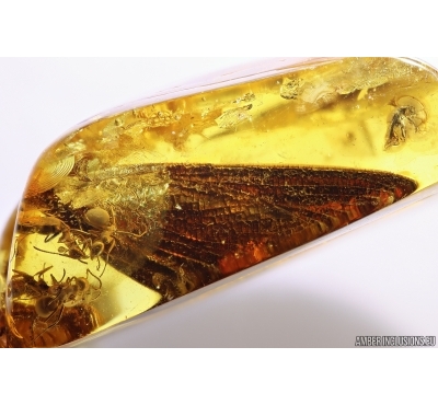 Rare Dragonfly Fragments Odonata, Ants and Beetle. Fossil inclusions Baltic amber stone #13581