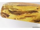 Rare Dragonfly Fragments Odonata, Ants and Beetle. Fossil inclusions Baltic amber stone #13581