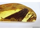 Rare Dragonfly Fragments Odonata, Ants and Beetle. Fossil inclusions Baltic amber stone #13581