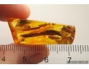 Rare Dragonfly Fragments Odonata, Ants and Beetle. Fossil inclusions Baltic amber stone #13581