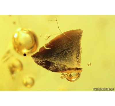 Plant, Leaf. Fossil inclusion in Baltic amber #13583