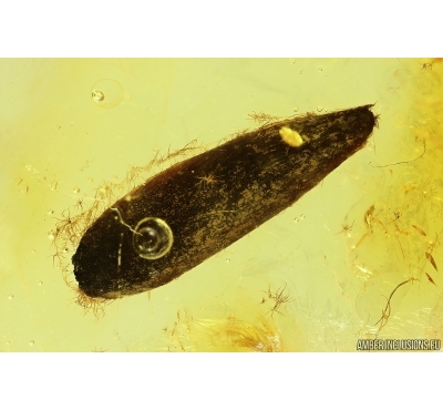 Plant Leaf. Fossil inclusion in Baltic amber #13584