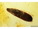 Plant Leaf. Fossil inclusion in Baltic amber #13584