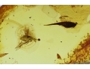 Leaf and Long-legged fly, Dolichopodidae. Fossil inclusions in Baltic amber #13585