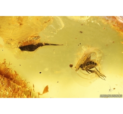 Leaf and Long-legged fly, Dolichopodidae. Fossil inclusions in Baltic amber #13585