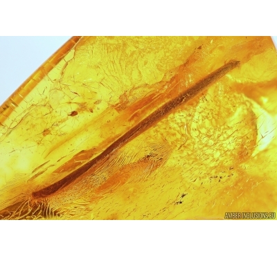 Long 20mm Leaf. Fossil inclusion in Baltic amber #13586