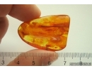 Long 20mm Leaf. Fossil inclusion in Baltic amber #13586