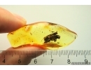 Nice Leaves. Fossil inclusions Ukrainian Rovno amber #13587R