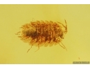 Isopoda Woodlice and Beetle Coleoptera. Fossil inclusions in Baltic amber #13590