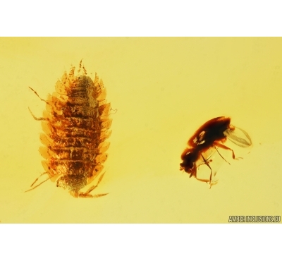 Isopoda Woodlice and Beetle Coleoptera. Fossil inclusions in Baltic amber #13590