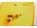 Isopoda Woodlice, Beetle Larva, Springtail and More . Fossil inclusions Baltic amber #13591