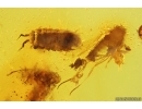 Isopoda Woodlice, Beetle Larva, Springtail and More . Fossil inclusions Baltic amber #13591