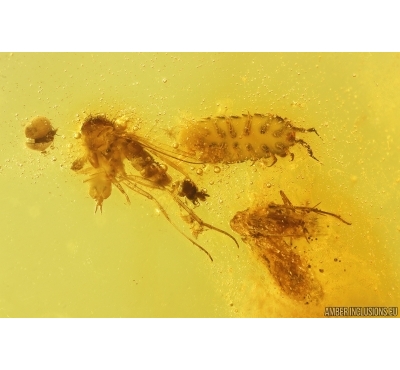 Isopoda Woodlice, Beetle Larva, Springtail and More . Fossil inclusions Baltic amber #13591