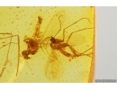 Isopoda Woodlice, Beetle Larva, Springtail and More . Fossil inclusions Baltic amber #13591