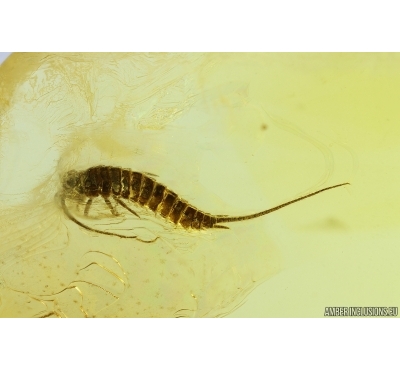 Bristletail, Machilidae. Fossil insect in Baltic amber #13592