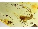 Big 20mm Bristletail Machilidae. Fossil inclusions Ukrainian Rovno amber #13593R