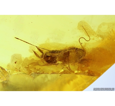 Cockroach Blattaria. Fossil insect in Baltic amber #13594