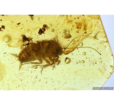 Cockroach Blattaria. Fossil insect in Baltic amber #13595