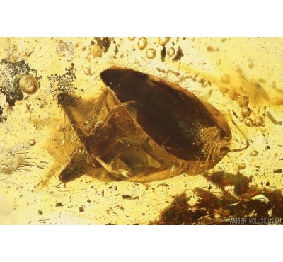 Cockroach, Blattaria and Leaf. Fossil inclusions Baltic amber #13596