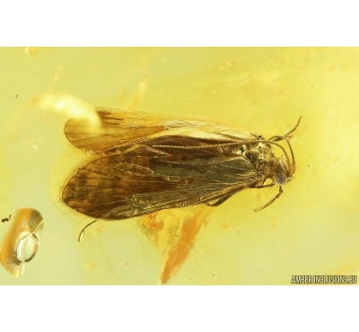 Nice Caddisfly Trichoptera. Fossil insect in Ukrainian Rovno amber #13600R