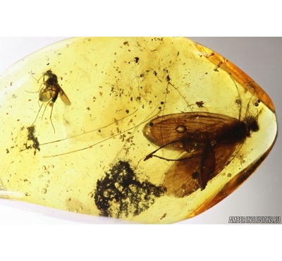 Big Caddisfly Trichoptera and More. Fossil inclusions Baltic amber #13601