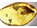 Big Caddisfly Trichoptera and More. Fossil inclusions Baltic amber #13601