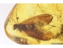 Big Caddisfly Trichoptera and More. Fossil inclusions Baltic amber #13601