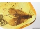 Big Caddisfly Trichoptera and More. Fossil inclusions Baltic amber #13601